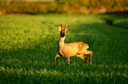 绿色草地野生公鹿摄影图片