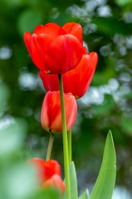红色郁金香花枝摄影图片