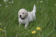 绿色草地白色拉布拉多犬图片