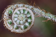微距特写蕨类植物卷摄影图片