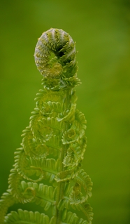 绿色野生蕨类植物微距特写摄影图片