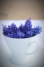 白色咖啡杯紫色葡萄风信子图片