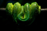 绿树蟒蛇摄影图片