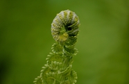 微距特写绿色蕨类草本植物图片