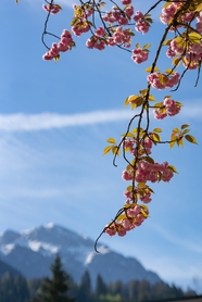 春天远山粉色樱花枝摄影图片