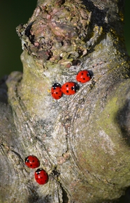树桩上栖息的七星瓢虫图片