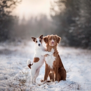 雪地里两只相亲相爱的狗狗图片