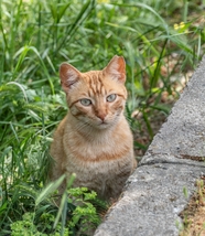 站在草丛里的小猫咪图片