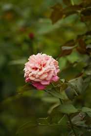 野生粉色玫瑰花微距特写摄影图片