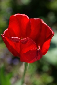 红色郁金香花朵微距特写摄影图片