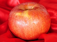 红色健康有机新鲜苹果图片
