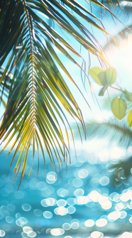 夏季阳光椰子叶背景图片