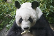 正在啃竹子的大熊猫摄影图片