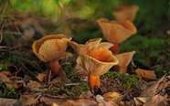 森林地面野生菌类蘑菇摄影图片