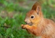 欧亚红松鼠啮齿动物摄影图片