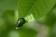 绿叶上的叶甲虫微距特写摄影图片