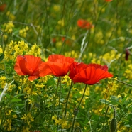 野生花草丛红色罂粟花盛开图片