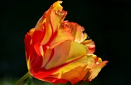 橙黄色郁金香花摄影图片