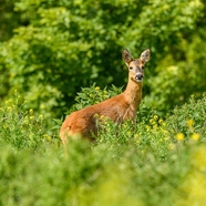 站在杂草丛中的獐鹿摄影图片