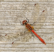 木板上的红色蜻蜓图片