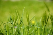 绿色乡村麦穗植物摄影图片