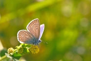 大自然野生彩色蛱蝶摄影图片