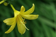 野生黄色夏日百合花图片