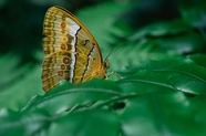 绿色树叶彩色蛱蝶摄影图片
