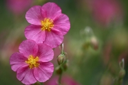 微距特写野生粉色花卉摄影图片