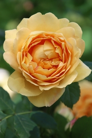 微微绽放的黄色玫瑰花摄影图片