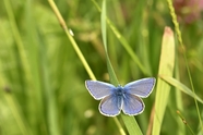 绿色草丛野生蓝蝴蝶摄影图片