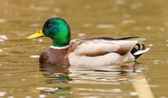夏日池塘自由嬉戏绿头鸭摄影图片