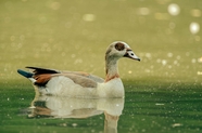 池塘自由嬉戏的埃及鹅图片