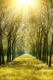 绿色清新阳光树林风景摄影图片