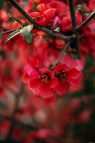 春天红色铁梗海棠花摄影图片