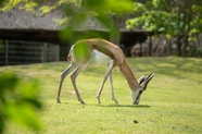 非洲草地野生羚羊摄影图片