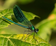绿色豆娘蜻蜓摄影图片