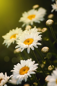 白色洋甘菊花朵摄影图片
