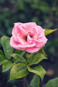 粉色玫瑰花微距特写摄影图片