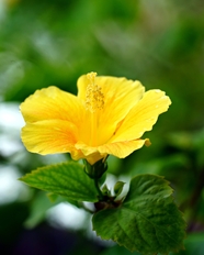 微距特写黄色芙蓉花图片