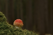 绿色蕨类植物红色毒蘑菇摄影图片