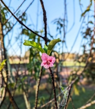 粉色桃花微距特写摄影图片