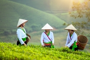 一群采茶女茶山采茶叶图片