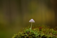 地面苔藓植物野生蘑菇摄影图片