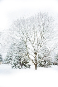 冬季唯美雾凇树木雪景图片