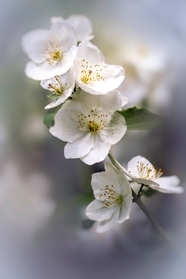 白色茉莉花花枝局部摄影图片