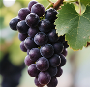 一串挂在枝头的巨峰葡萄图片