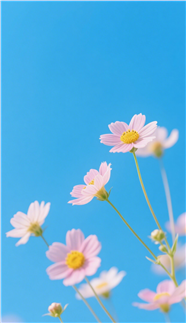 蓝色天空下的粉色小花图片