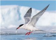 正在水面上捉鱼的水鸟图片