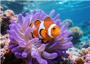 蓝色深海海葵小丑鱼摄影图片